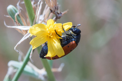 Hycleus duodecimpunctatus