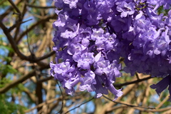 Jacaranda mimosifolia