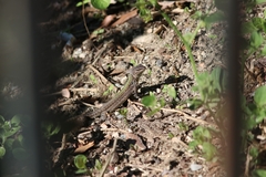 Podarcis siculus