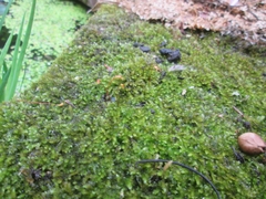 Bryophyta