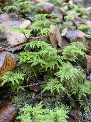 Hylocomium splendens