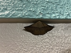 Heterospila nigripalpis