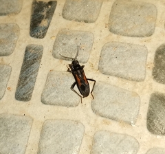 Peirates atromaculatus