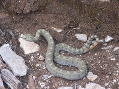 Crotalus aquilus