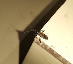 Peirates atromaculatus