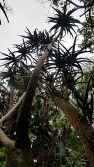 Aloidendron