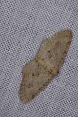 Poecilasthena scoliota