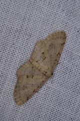Poecilasthena scoliota