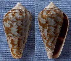 Conus guanche