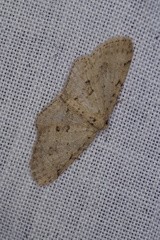 Poecilasthena scoliota