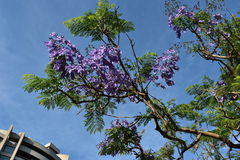 Jacaranda mimosifolia