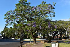Jacaranda mimosifolia