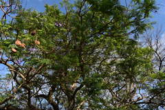 Jacaranda mimosifolia