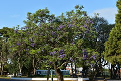 Jacaranda mimosifolia