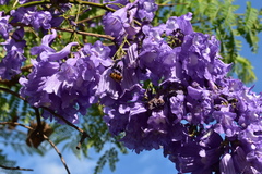 Jacaranda mimosifolia