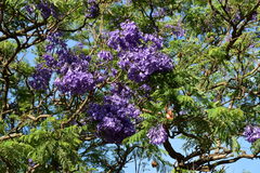 Jacaranda mimosifolia