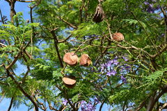 Jacaranda mimosifolia
