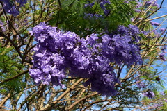 Jacaranda mimosifolia