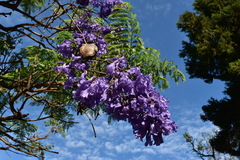 Jacaranda mimosifolia