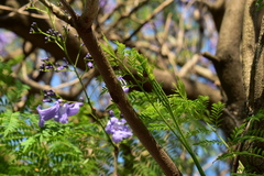 Jacaranda mimosifolia