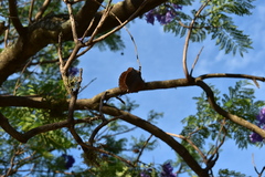 Jacaranda mimosifolia
