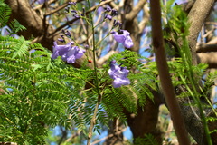 Jacaranda mimosifolia