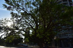 Jacaranda mimosifolia