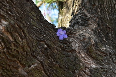 Jacaranda mimosifolia