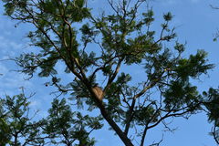 Jacaranda mimosifolia