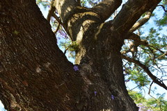 Jacaranda mimosifolia