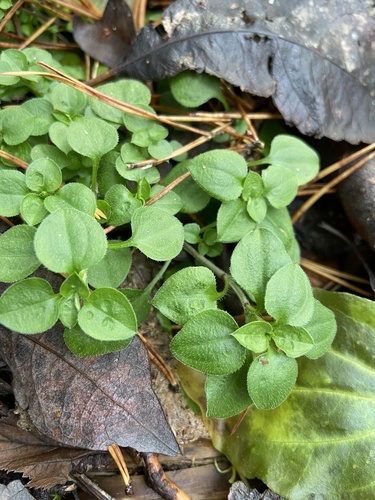 Trigyslė smiltagraibė nuotrauka
