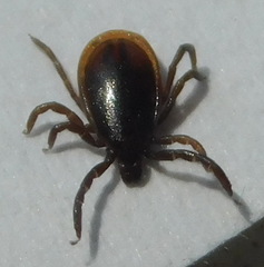 Ixodes persulcatus