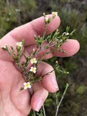 Lachnaea filicaulis