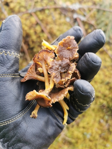 Yellowfoot Chanterelle