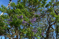 Jacaranda mimosifolia