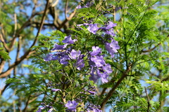 Jacaranda mimosifolia
