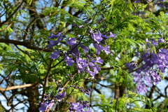 Jacaranda mimosifolia