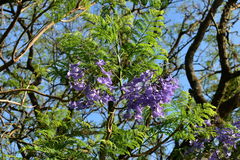 Jacaranda mimosifolia