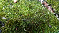 Bryophyta