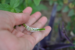 Heliotropium angiospermum