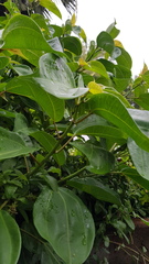 Scepocarpus trinervis