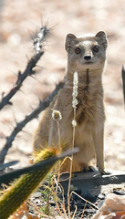 Cynictis penicillata