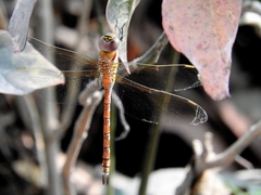 Anaciaeschna jaspidea