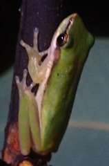 Litoria bicolor
