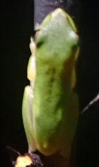 Litoria bicolor