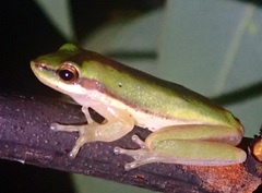 Litoria bicolor