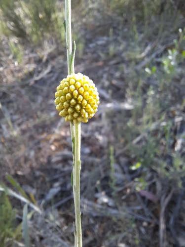 Pycnosorus globosus, photograph 6
