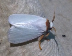 Comana collaris