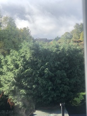 Cupressaceae