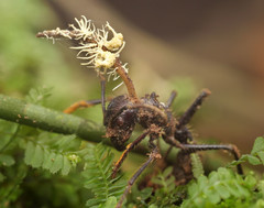Ophiocordycipitaceae